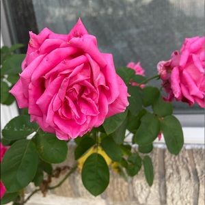 Meet your Posher, Angelique